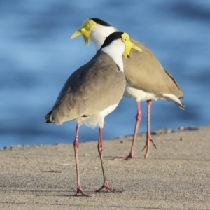 Vanellus miles at Townsville City, QLD - 9 Aug 2023