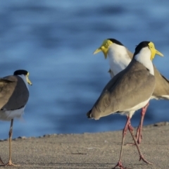 Vanellus miles at Townsville City, QLD - 9 Aug 2023