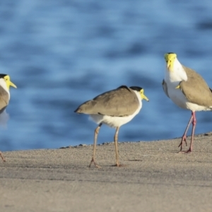 Vanellus miles at Townsville City, QLD - 9 Aug 2023