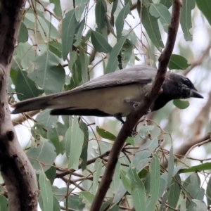 Coracina papuensis at Splitters Creek, NSW - 10 Sep 2023 10:01 AM