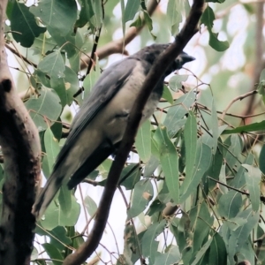 Coracina papuensis at Splitters Creek, NSW - 10 Sep 2023 10:01 AM