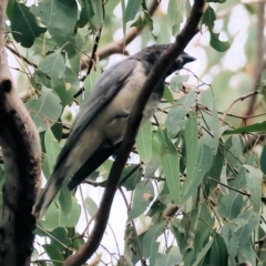 Coracina papuensis at Splitters Creek, NSW - 10 Sep 2023