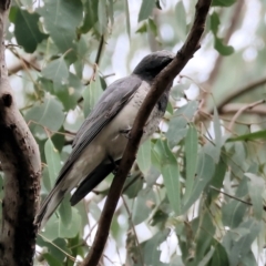 Coracina papuensis at Splitters Creek, NSW - 10 Sep 2023 10:01 AM