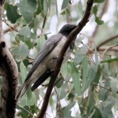 Coracina papuensis at Splitters Creek, NSW - 10 Sep 2023