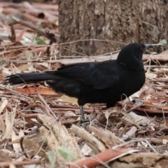 Corcorax melanorhamphos (White-winged Chough) at Splitters Creek, NSW - 9 Sep 2023 by KylieWaldon