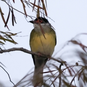 Sphecotheres vieilloti at Townsville City, QLD - 10 Aug 2023