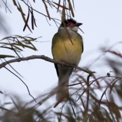 Sphecotheres vieilloti at Townsville City, QLD - 10 Aug 2023 06:46 AM