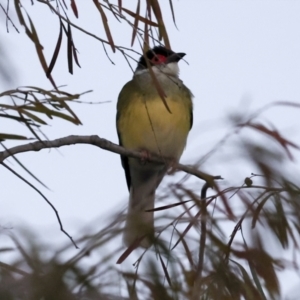 Sphecotheres vieilloti at Townsville City, QLD - 10 Aug 2023