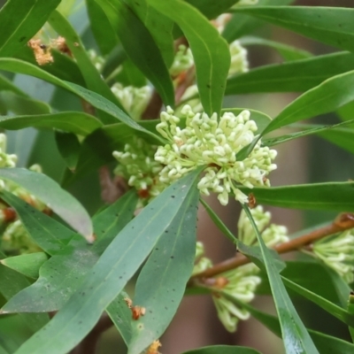 Hakea salicifolia (Willow-leaved Hakea) at Albury - 9 Sep 2023 by KylieWaldon