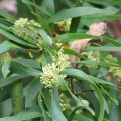 Hakea salicifolia at Splitters Creek, NSW - 10 Sep 2023
