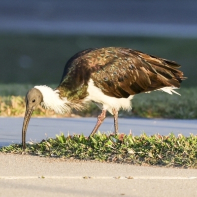 Threskiornis spinicollis (Straw-necked Ibis) at Townsville City, QLD - 10 Aug 2023 by AlisonMilton