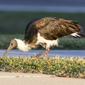 Threskiornis spinicollis at Townsville City, QLD - 10 Aug 2023