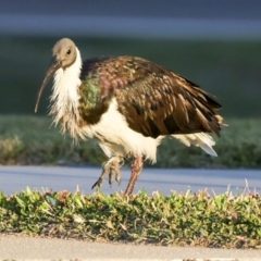 Threskiornis spinicollis at Townsville City, QLD - 10 Aug 2023 06:57 AM
