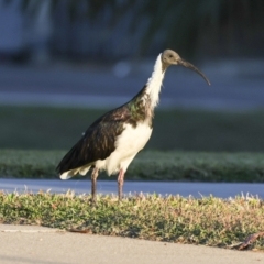 Threskiornis spinicollis at Townsville City, QLD - 10 Aug 2023 06:57 AM