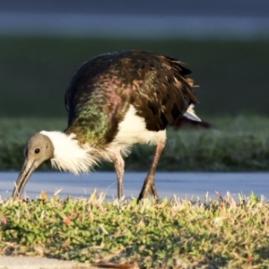 Threskiornis spinicollis at Townsville City, QLD - 10 Aug 2023