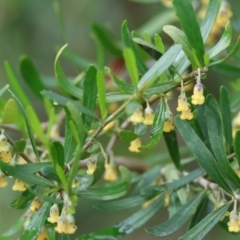 Melicytus dentatus (Tree Violet) at Albury - 9 Sep 2023 by KylieWaldon