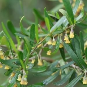 Melicytus dentatus at Splitters Creek, NSW - 10 Sep 2023