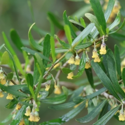 Melicytus dentatus (Tree Violet) at Albury - 9 Sep 2023 by KylieWaldon