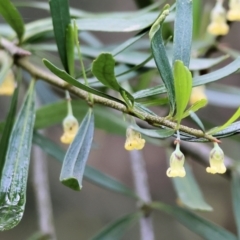 Melicytus dentatus at Splitters Creek, NSW - 10 Sep 2023