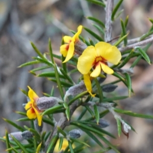 Dillwynia sieberi at Tallong, NSW - 22 Jun 2023 03:41 PM