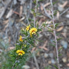 Dillwynia sieberi at Tallong, NSW - 22 Jun 2023 03:41 PM