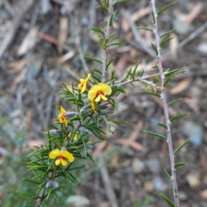 Dillwynia sieberi at Tallong, NSW - 22 Jun 2023 03:41 PM