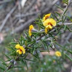 Dillwynia sieberi at Tallong, NSW - 22 Jun 2023