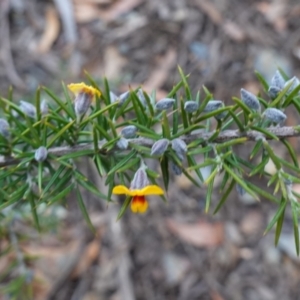 Dillwynia sieberi at Tallong, NSW - 22 Jun 2023 03:41 PM