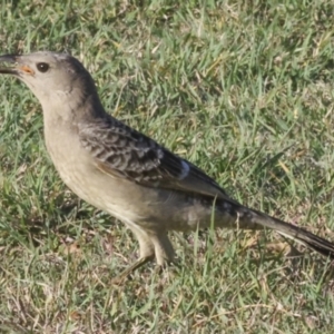 Chlamydera nuchalis at Townsville City, QLD - 10 Aug 2023