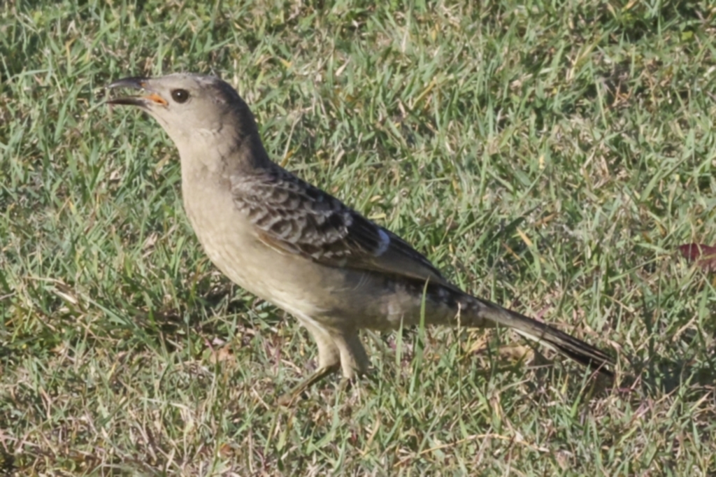 Chlamydera nuchalis at Townsville City, QLD - 10 Aug 2023