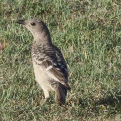 Chlamydera nuchalis at Townsville City, QLD - 10 Aug 2023