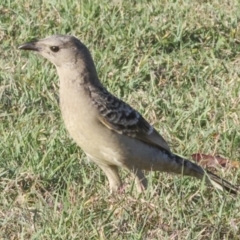 Chlamydera nuchalis at Townsville City, QLD - 10 Aug 2023 07:50 AM