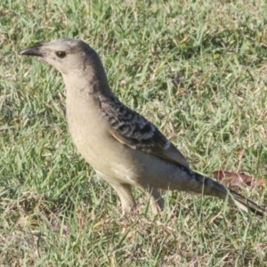 Chlamydera nuchalis at Townsville City, QLD - 10 Aug 2023