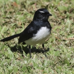 Rhipidura leucophrys (Willie Wagtail) at Ingham, QLD - 9 Aug 2023 by AlisonMilton