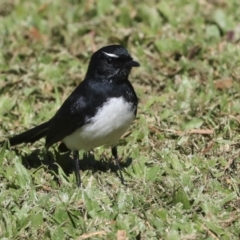 Rhipidura leucophrys at Ingham, QLD - 10 Aug 2023 09:53 AM