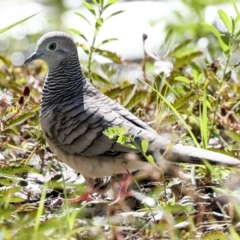 Geopelia placida at Ingham, QLD - 10 Aug 2023