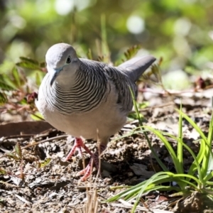 Geopelia placida at Ingham, QLD - 10 Aug 2023