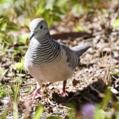 Geopelia placida at Ingham, QLD - 10 Aug 2023