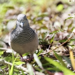 Geopelia placida at Ingham, QLD - 10 Aug 2023