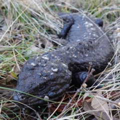 Tiliqua rugosa (Shingleback Lizard) at Bango Nature Reserve - 24 Jun 2023 by RobG1