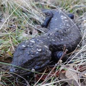 Tiliqua rugosa at Bango, NSW - 25 Jun 2023 09:59 AM