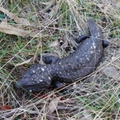 Tiliqua rugosa at Bango, NSW - 25 Jun 2023 09:59 AM