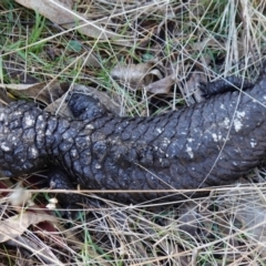 Tiliqua rugosa at Bango, NSW - 25 Jun 2023 09:59 AM