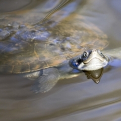 Unverified Turtle at Ingham, QLD - 10 Aug 2023 by AlisonMilton