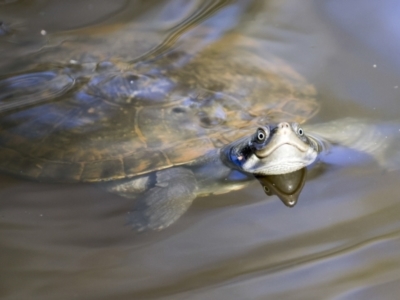 Unidentified Turtle at Ingham, QLD - 9 Aug 2023 by AlisonMilton