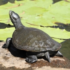 Unverified at suppressed - suppressed