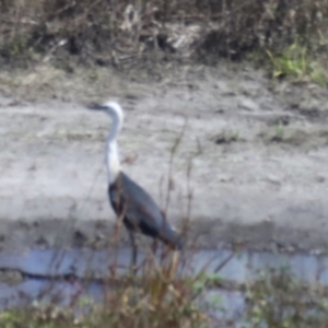 Ardea pacifica at Daveson, QLD - 10 Aug 2023