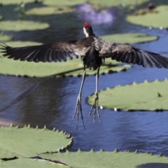 Irediparra gallinacea (Comb-crested Jacana) at Ingham, QLD - 9 Aug 2023 by AlisonMilton