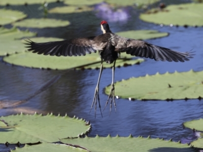 Irediparra gallinacea (Comb-crested Jacana) at Ingham, QLD - 9 Aug 2023 by AlisonMilton