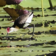 Irediparra gallinacea at Ingham, QLD - 10 Aug 2023